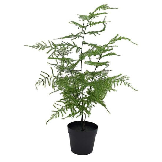 Asparagus Fern Bush Potted