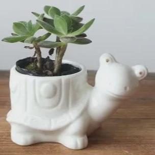 Ceramic Turtle Planter