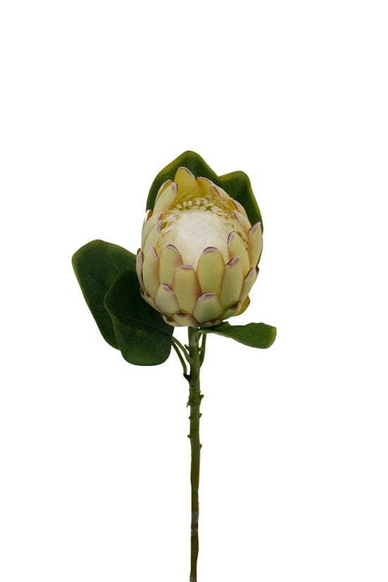 Large Protea Stem