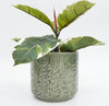 Protea Planter - Sage